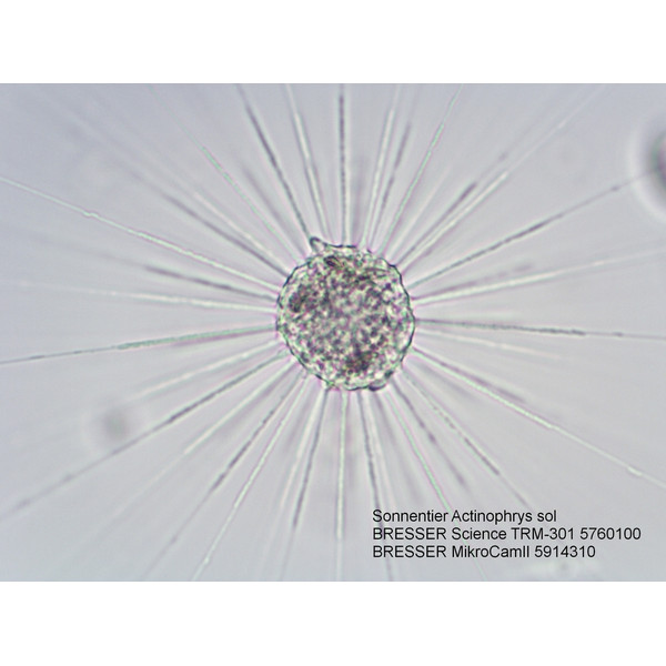 Bresser Microscoop Science TRM 301, trino, 40x - 1000x