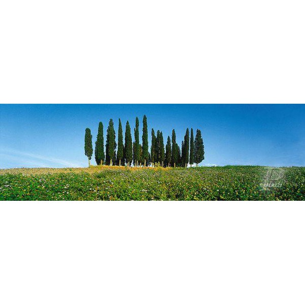 Palazzi Verlag Poster Cipressenbomen Toscane