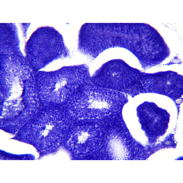 Bresser Duurpreparaten (histologie, mens) in houten doos (30)