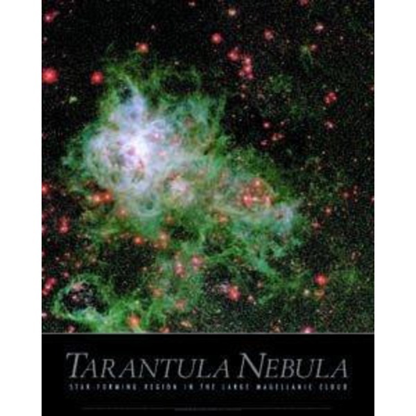 Poster Tarantula Nevel
