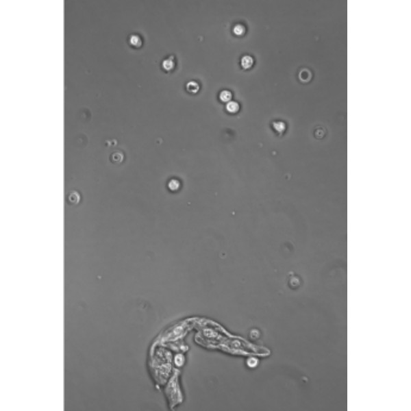 Hund Microscoop Medicus PH Plan, trino, 100x-1000x