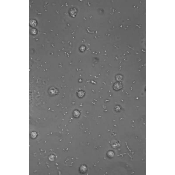 Hund Microscoop Medicus PH Plan, trino, 100x-1000x