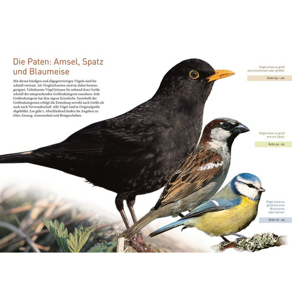 Kosmos Verlag Gartenvögel lebensgroß (Duits)