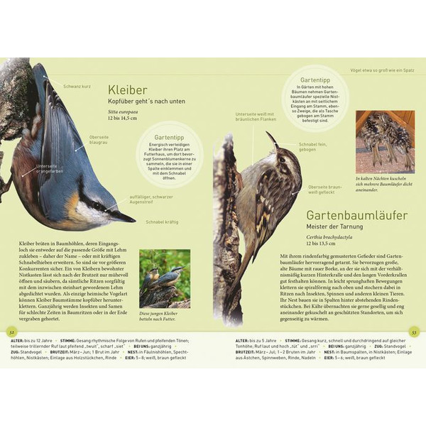 Kosmos Verlag Gartenvögel lebensgroß (Duits)