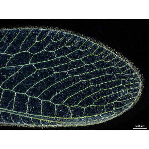 ZEISS Stereo zoom microscoop Stemi 305, EDU, bino, Greenough, w.d.110mm, 10x/23, 0.8x -4.0x