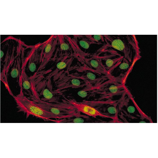 Evident Olympus Microscoop CX41 Fluorescentie, trino, Hal, 40x,100x, 400x
