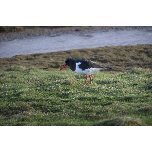 Leica Spotting scope Digiscoping-Kit: APO-Televid 82 W + 25-50x WW + T-Body silver + Digiscoping-Adapter