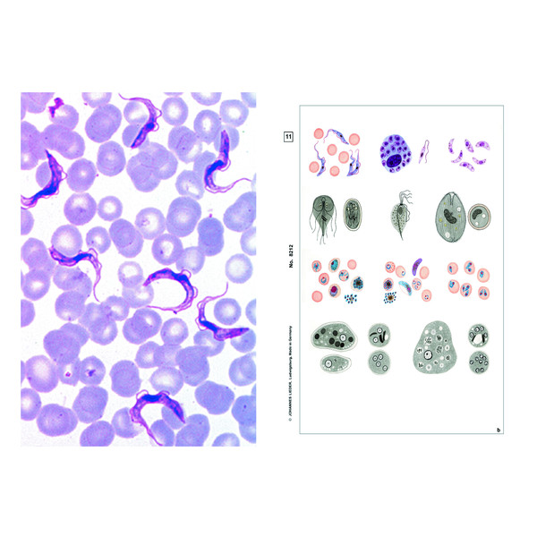 LIEDER Microscopische preparaten parasieten, 6 preparaten
