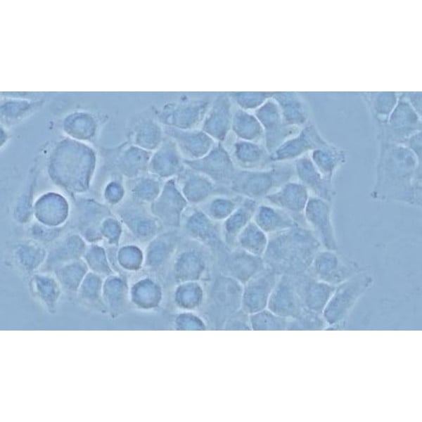 Evident Olympus Microscoop Olympus CX43 FL, trino, infinity, LED w.o. objectives!