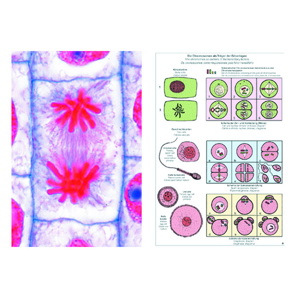 LIEDER Mitose en meiose (celdeling), basis (6 preparaten), studentenset