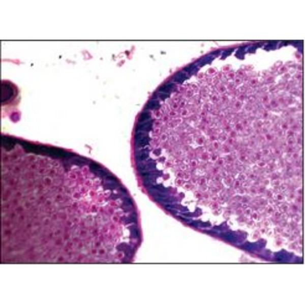 Optika Microscoop achro, bino, 400x, LED, B-50B