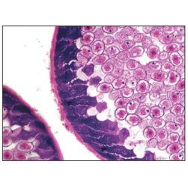 Optika Microscoop achro, bino, 400x, LED, B-50B