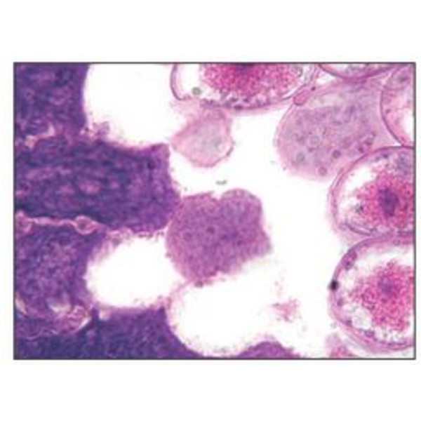 Optika Microscoop achro, bino, 400x, LED, B-50B