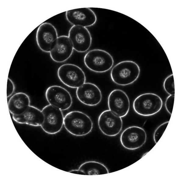 Optika Microscoop Mikroskop B-510DKIVD, trino, darkfield, W-PLAN IOS, W-PLAN, 40x-1000x, IVD