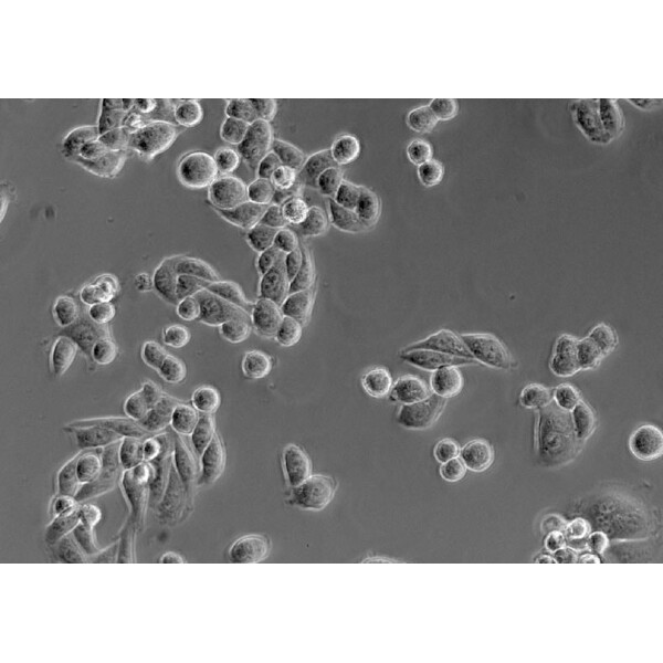 ZEISS Omgekeerde microscoop Primovert bino Ph1, 40x, 100x, Cond 0.3