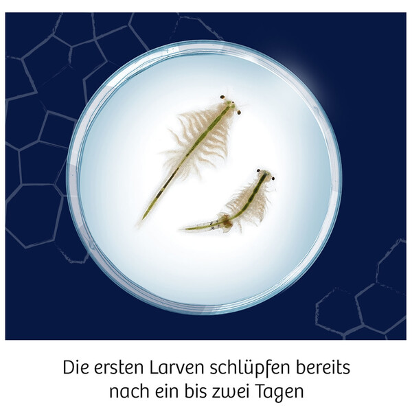 Kosmos Verlag Fun Science Wuselnde Salzkrebse