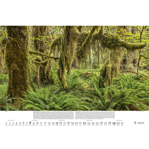 Palazzi Verlag Kalender Bossen der aarde 2021