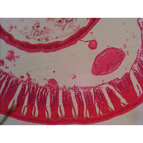 Levenhuk Microscoop D320L BASE 3M