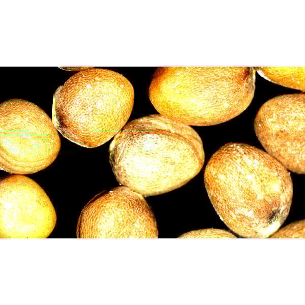 ZEISS Stereo zoom microscoop Stemi 355, C Lab, trino, BF, DF, w.d. 110 mm, 10x/23, 5,5:1, 7,2x-40x, AL/DL, Spot C LED