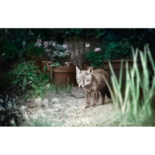 ZEISS Wildlife camera Secacam 1