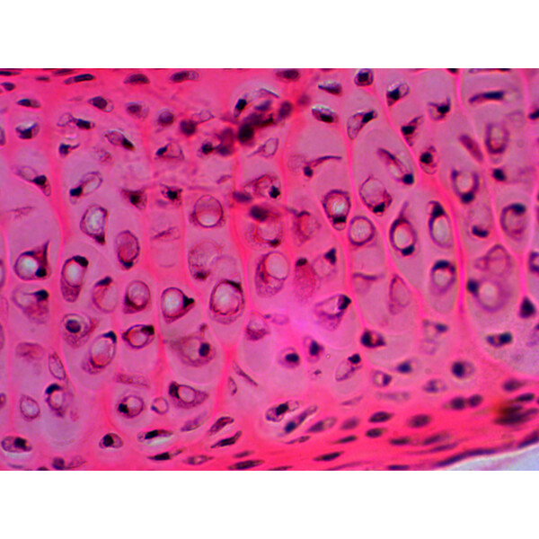 Levenhuk Preparaten N20 NG