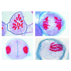 LIEDER Rijpingsdeling (meiose) van de microsporocyt van de lelie (lilium candidum), 12 preparaten