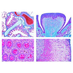 LIEDER Normale histologie van de mens (40 preparaten)