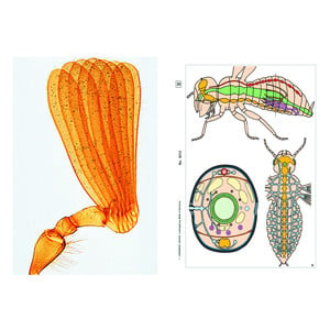 LIEDER Insecten, aanvulling (12 preparaten), studentenset