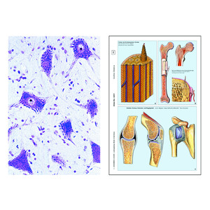 LIEDER De dierlijke cel (Cytologie), basis (6 preparaten), studentenset