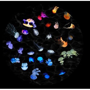 astrial Dia voor de Sega Homestar Planetarium Jellyfish