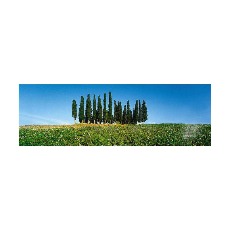 Palazzi Verlag Poster Cipressenbomen Toscane