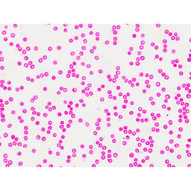 Bresser Duurpreparaten (histologie, mens) in houten doos (30)