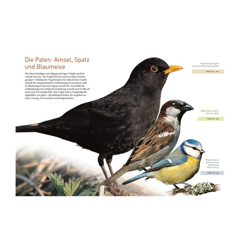 Kosmos Verlag Gartenvögel lebensgroß (Duits)