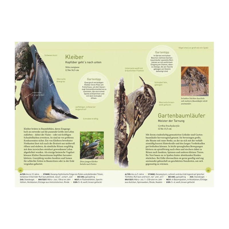 Kosmos Verlag Gartenvögel lebensgroß (Duits)