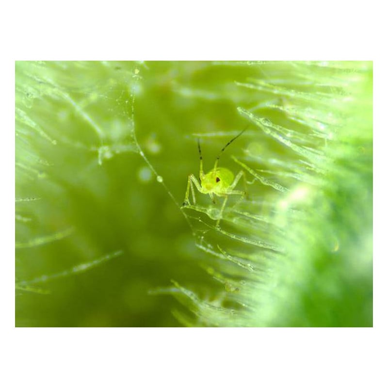 ZEISS Stereo zoom microscoop Stemi 305 cam W, K EDU, bino, Greenough, w.d. 110mm, 10x/23, 8-40x, Spot K LED, 4 MP, Wifi