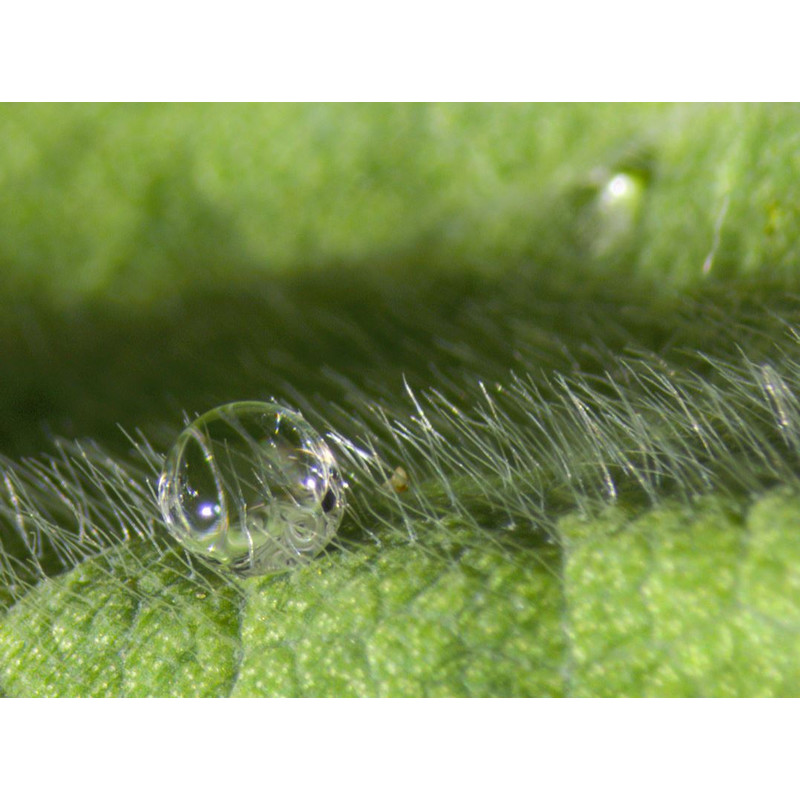 ZEISS Stemi 508, trino, 50:50Greenough; b.d. 92mm; 10x/23; Zoom 8:1; 0.63x-5.0x; LED