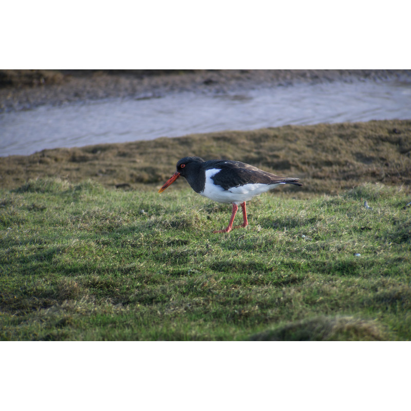 Leica Spotting scope Digiscoping-Kit: APO-Televid 65 + 25-50x WW + T-Body silver + Digiscoping-Adapter