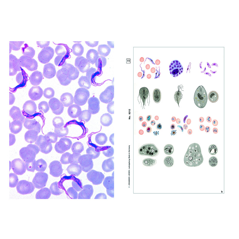 LIEDER Microscopische preparaten parasieten, 6 preparaten