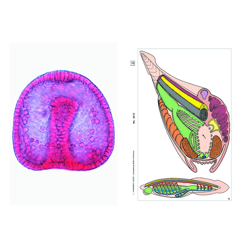 LIEDER Embryologie en ontwikkeling van dieren, basis (6 preparaten), studentenset