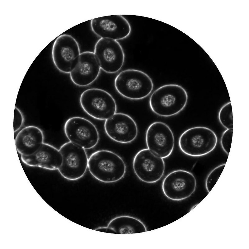 Optika microscoop B-510DKIVD, trino, donkerveld, B+W IOS, W-PLAN, 40x-1000x, IVD