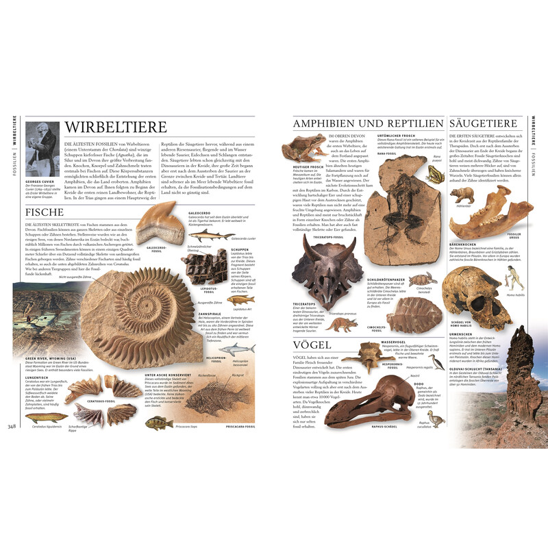 Dorling Kindersley Steiner & Mineralen