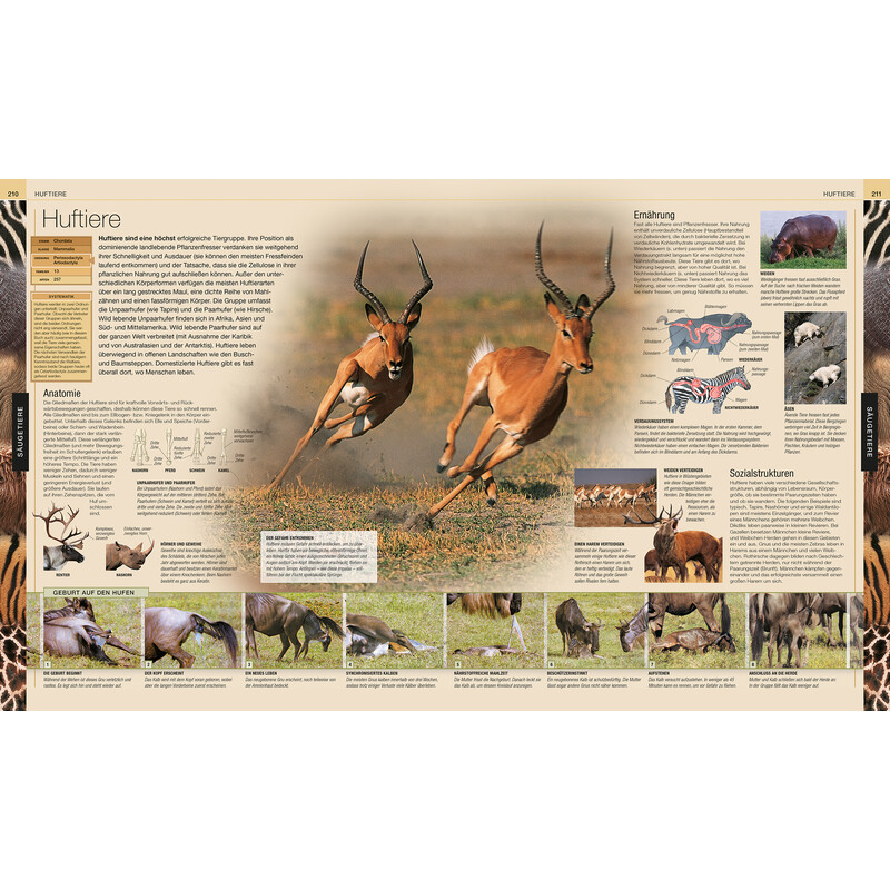 Dorling Kindersley Dieren