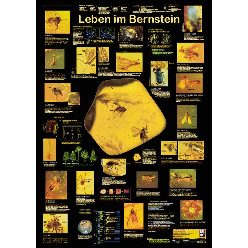 Planet Poster Editions Poster Leben im Bernstein