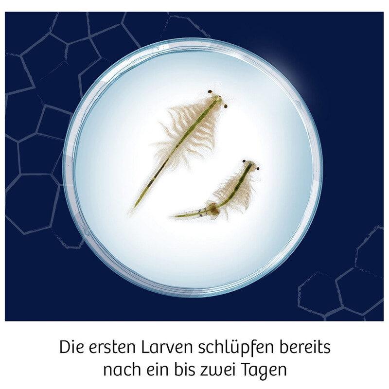 Kosmos Verlag Fun Science Wuselnde Salzkrebse
