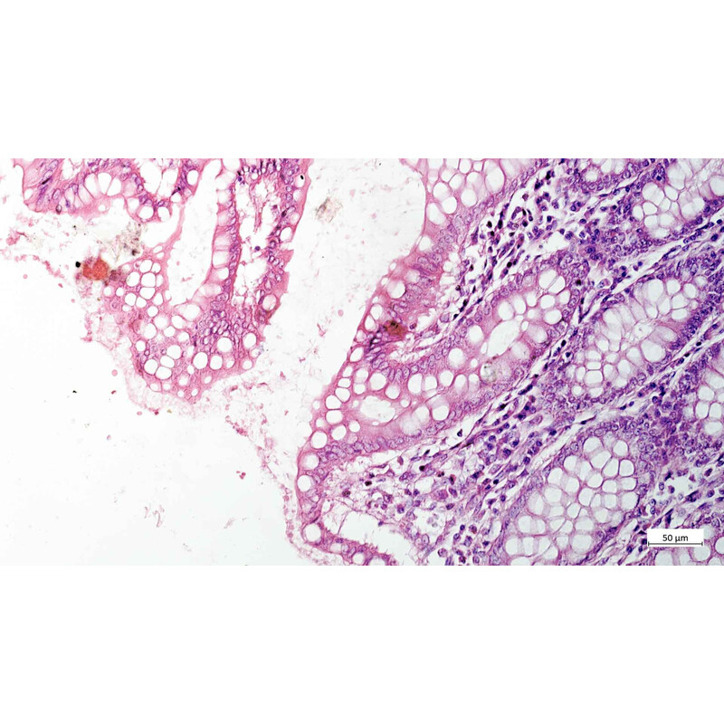 ZEISS Microscoop Axiovert 5 Digital, PH, FL, 50-400x, Ph1, 0,4 NA, LED, 5 MP, kleur