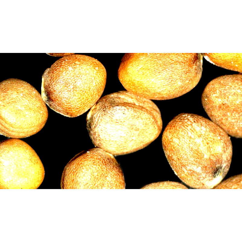 ZEISS stereo zoom microscoop Stemi 355, C Lab, trino, BF, DF, w.d. 110 mm, 10x/23, 5,5:1, 7,2x-40x, AL/DL, Spot C LED