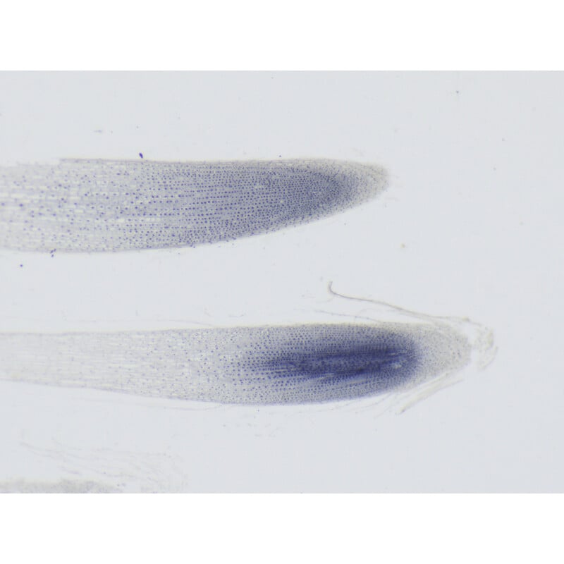 ZEISS Stereo zoom microscoop Stemi 355, C Lab, trino, BF, DF, w.d. 110 mm, 10x/23, 5,5:1, 7,2x-40x, AL/DL, Spot C LED