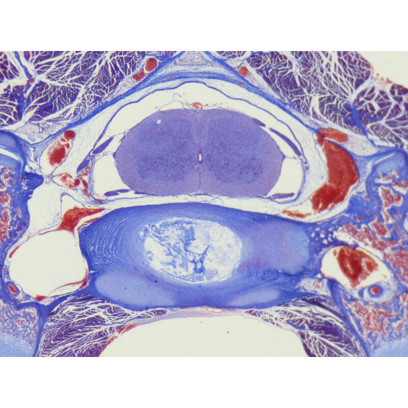 ZEISS Stereo zoom microscoop Stemi 355, C Lab, trino, BF, DF, w.d. 110 mm, 10x/23, 5,5:1, 7,2x-40x, AL/DL, Spot C LED