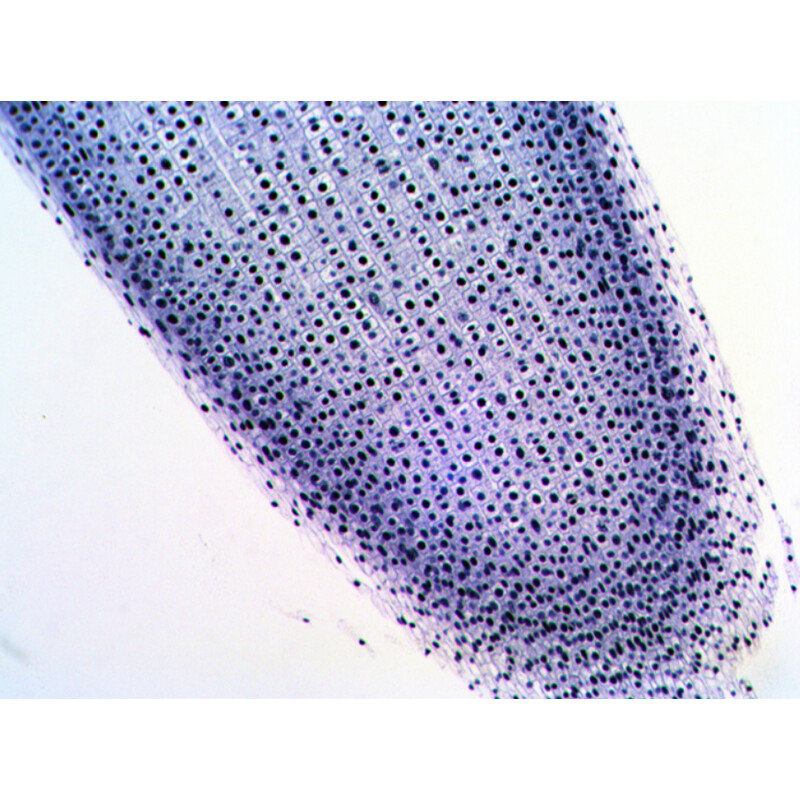 Levenhuk Preparaten N20 NG