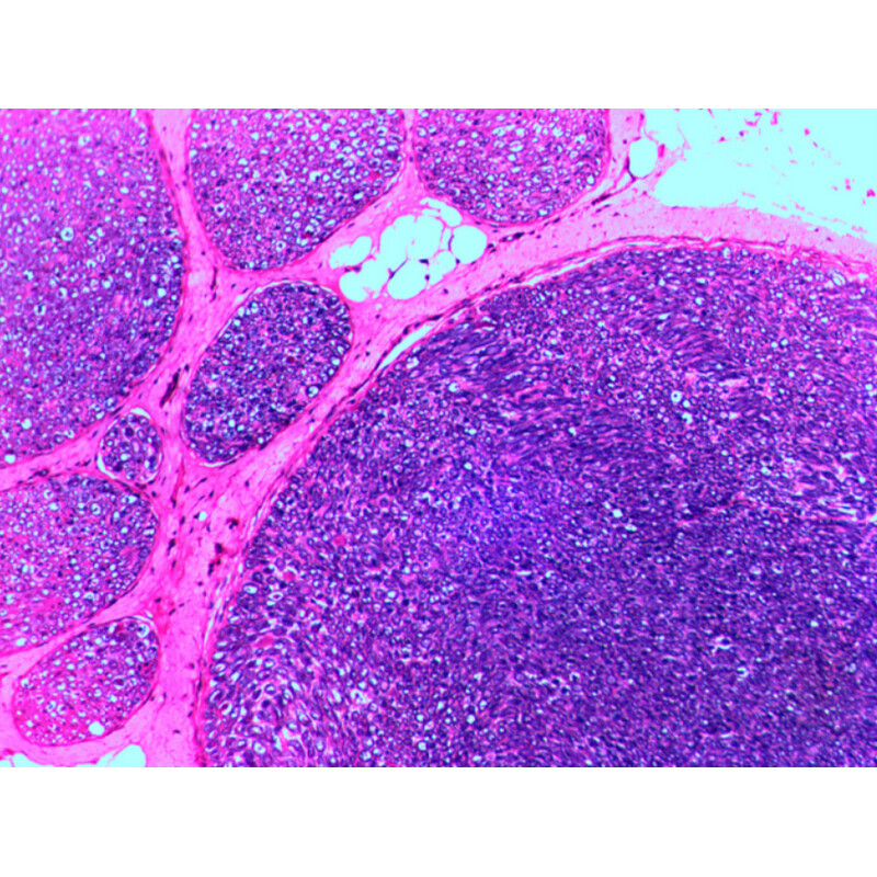 Levenhuk Preparaten N20 NG